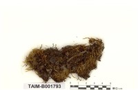 藏品(仰葉細濕苔)的圖片